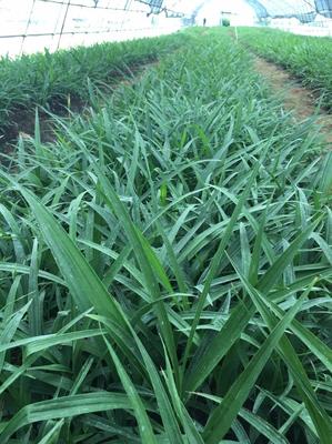 [白芨種苗批發(fā)]陜西漢中漢臺區(qū)白芨種苗 0.60元/棵白芨苗2年 _ 一畝田