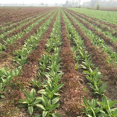 板藍(lán)根種苗介紹 陜西板藍(lán)根種苗哪里有賣