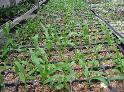 重樓、白芨、金鐵鎖、珠子參種子種苗供應(yīng)