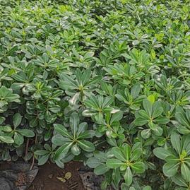 陜西咸陽楊陵區(qū)黃楊苗、黃刺梅種苗、金森女貞杯苗、石楠苗、海桐苗張澤民種植基地_地址_產(chǎn)地貨源