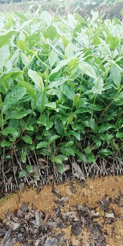 達(dá)州市低價茶苗行情價格-低價茶苗、茶葉種苗