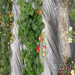 【豐香草莓苗草莓苗什么時候種】- 