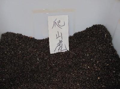 【供應寧夏爬山虎種子價格】價格,廠家,其他種子、種苗-搜了網