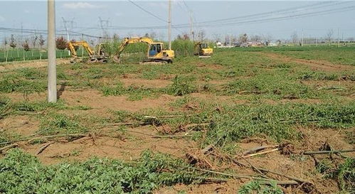 借公章 陜西 7萬(wàn)株樹(shù)苗 被強(qiáng)毀,當(dāng)?shù)?10年僅給2200元承包費(fèi)