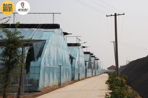 陜西涇陽(yáng) 蔬菜產(chǎn)業(yè) 綠色崛起