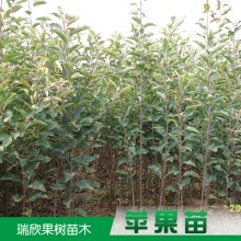 農作物種苗_農作物種苗