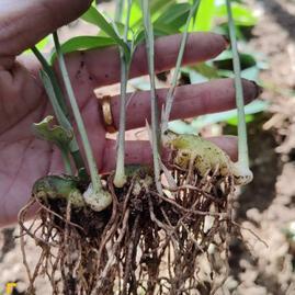 陜西商洛鎮安縣鎮安縣禾雨種植專業合作社黃精種苗