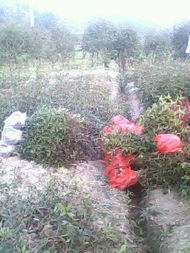 陜西哪里有桂花樹苗賣