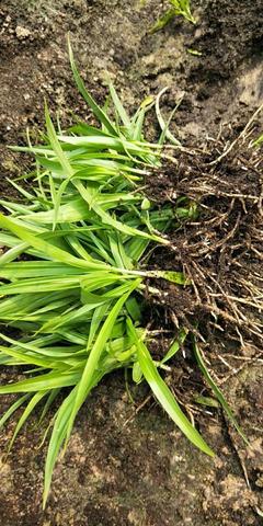 [白芨種苗批發]陜西商洛山陽縣白芨種苗 0.90元/棵純紫花白芨 _ 一畝田