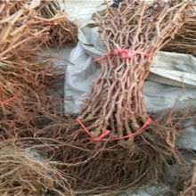 陜西禮泉建陵紅提葡萄基地