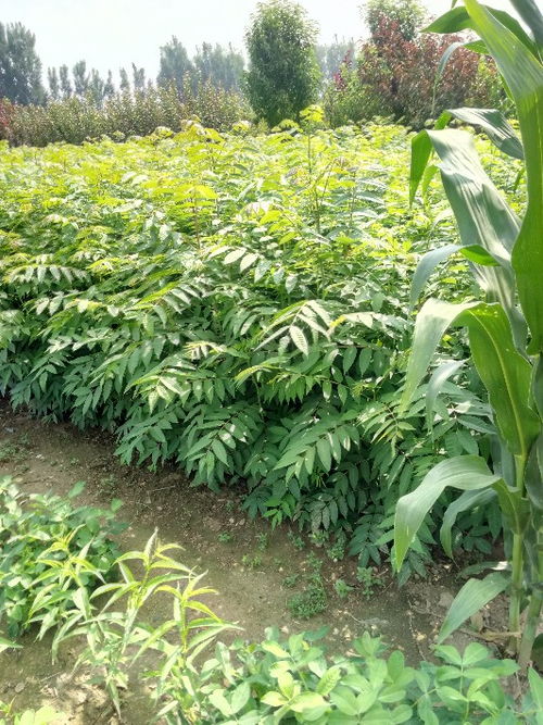 【山東供應當年可食用紅油香椿地栽樹苗味道香可儲藏包成活】- 
