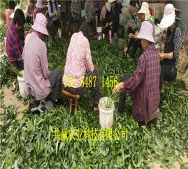 新聞 陜西漢中賣的油蟠桃樹苗單價多少錢一棵