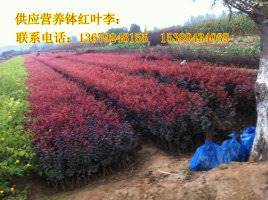 【供應西安營養缽紅葉李、紫葉李、陜西叢生密枝紅葉李】價格,廠家,其他種子種苗