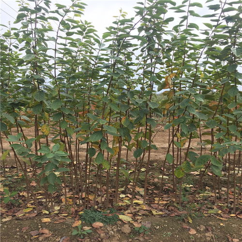 【雞心柿子樹(shù)苗、雞心柿子樹(shù)苗價(jià)格及基地】- 