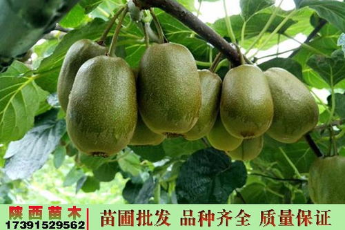 寶雞眉縣紅陽(yáng)獼猴桃的樹(shù)苗獼猴桃苗廠家價(jià)錢(qián)陜西彌猴桃包郵