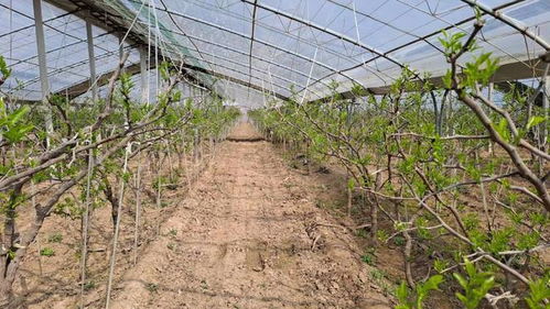 國家地理標志保護產(chǎn)品 陜西大荔冬棗大棚承載希望