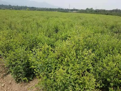 [蒼術(shù)種苗批發(fā)]陜西咸陽楊陵區(qū)蒼術(shù)種苗 0.68元/棵蒼術(shù)種苗, _ 一畝田