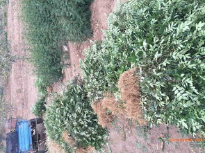 深圳花椒樹批發(fā) 花椒苗供應(yīng)商 韓城花椒苗,深圳花椒樹批發(fā) 花椒苗供應(yīng)商 韓城花椒苗生產(chǎn)廠家,深圳花椒樹批發(fā) 花椒苗供應(yīng)商 韓城花椒苗價(jià)格