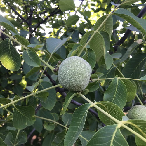 【早實(shí)核桃樹苗出售早實(shí)核桃樹苗價(jià)位】- 