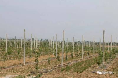 脫貧攻堅 ‖ 立足耀州現代農業 示范帶領周邊村民