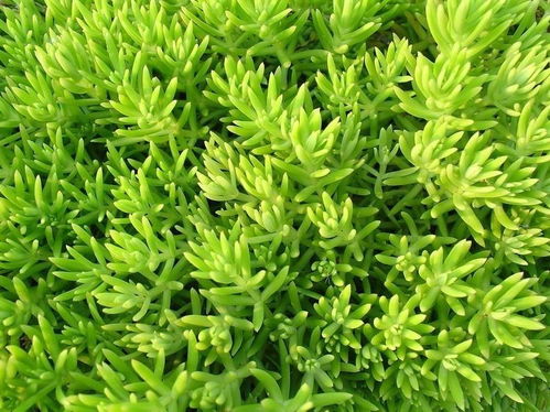 陜西金葉佛甲草供應