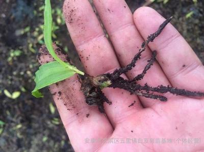 紫花三叉白芨種苗批發_紫花三叉白芨苗廠家_白芨種苗直銷-陜西省安康市漢濱區五里白芨育苗基地(個體經營)