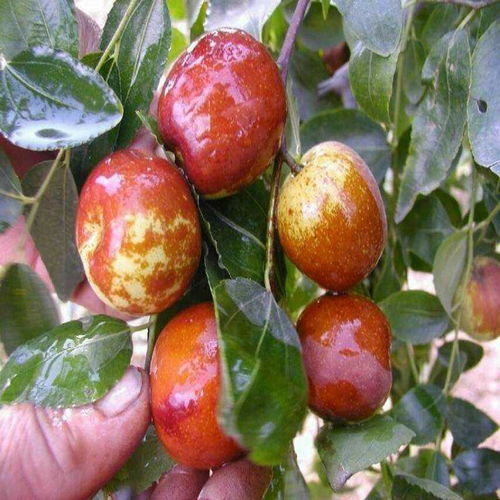 【中華貢棗樹幼苗產(chǎn)地貨源、中華貢棗樹幼苗怎么種】-