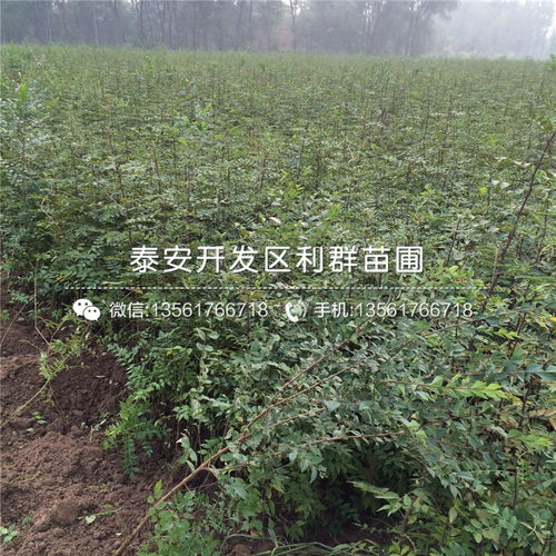 【4公分青花椒樹苗價格】- 