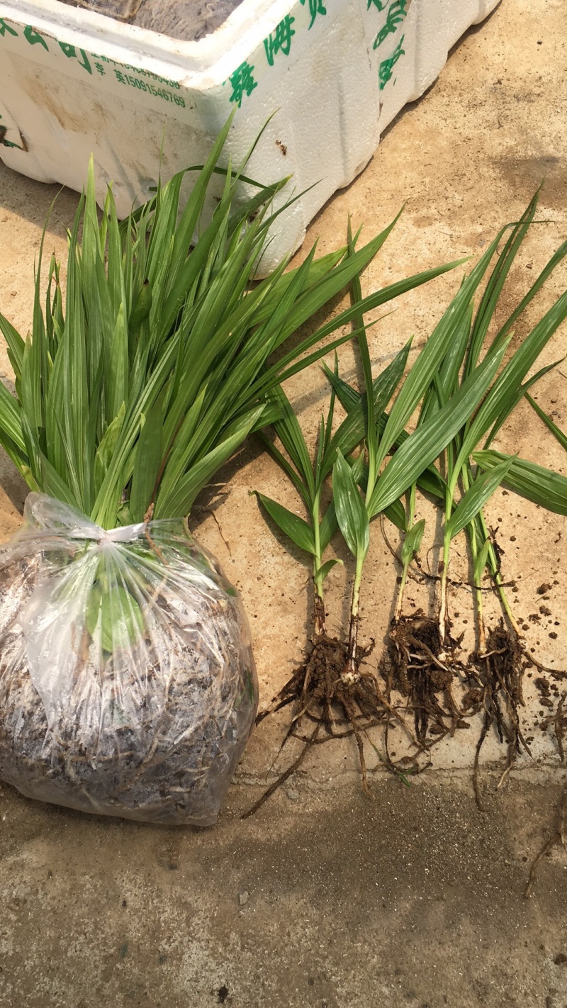 [白芨種苗批發(fā)]陜西漢中漢臺區(qū)白芨種苗 0.60元/棵白芨苗2年 _ 一畝田