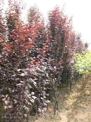 【種子種苗】_陜西咸陽市種子種苗價格_種子種苗批發(fā)_陜西咸陽市種子種苗供應商-搜了網