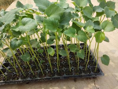 [秋葵種苗批發(fā)]陜西咸陽楊陵區(qū)秋葵種苗 0.55元/株秋葵苗 _ 一畝田