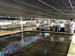 數十萬畝養(yǎng)蝦市場巨大 北方投資商南下尋找中國好蝦苗,誰能搶得先機