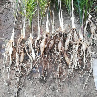 陜西潤農農業優質天冬種苗