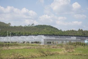 龍門縣絲苗米產(chǎn)業(yè)園 唱響 動起來 沉下去 走出去 園區(qū)發(fā)展三部曲 守好最具情懷的米業(yè)大計(jì)