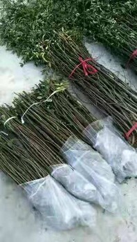 陜西花椒苗種苗價格品種