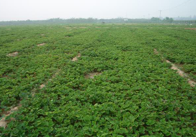 供應陜西草莓苗陜西甜查理草莓苗陜西紅顏草莓苗 寧夏草莓苗寧夏紅顏草莓苗 西藏草莓苗-保定市滿城縣茜賀草莓種苗公司