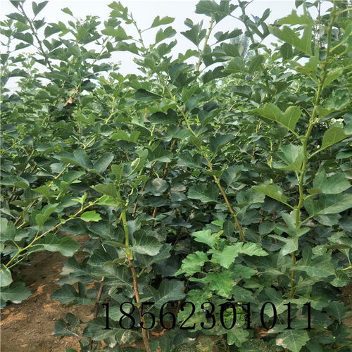 【河北唐山一公分以上山楂苗便宜處理】-