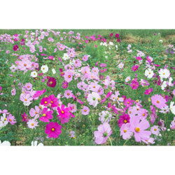 陜西波斯菊種苗價(jià)格