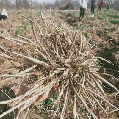 陜西大荔沙苑黃花菜種苗 產(chǎn)地直銷