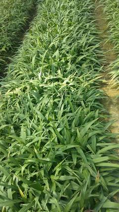 潤農(nóng)農(nóng)業(yè)中藥材育苗基地