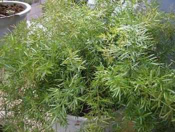 農之福天門冬種植,陜西天冬種苗基地批發