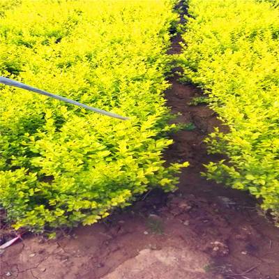 陜西特色植物資源 麥冬草與周至月季的產業(yè)價值與發(fā)展