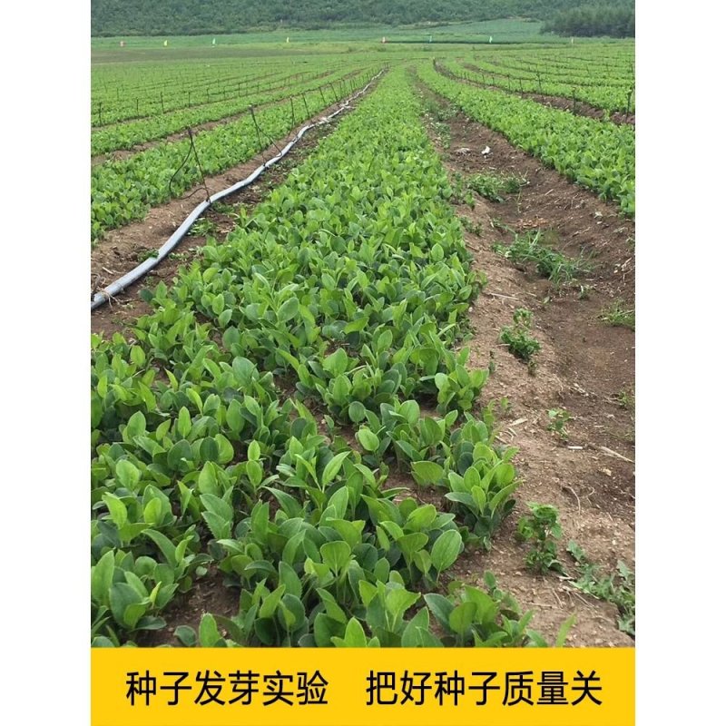 陜西商洛商州區(qū)蒼術種苗批發(fā) 助力中藥材產業(yè)發(fā)展