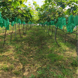 陜西種苗產(chǎn)業(yè)新星 優(yōu)質(zhì)巨星葡萄苗種植前景與選購(gòu)指南